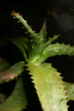 Aloe maculata RCP6-2013 397.JPG